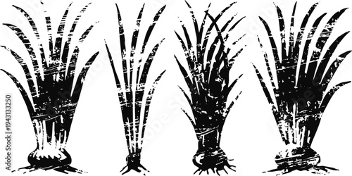 set of vintage sugarcane illustrations with detailed roots and leaves, agricultural plants collection