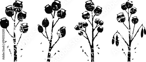 black and white botanical illustrations of cotton plant branches with bolls and leaves