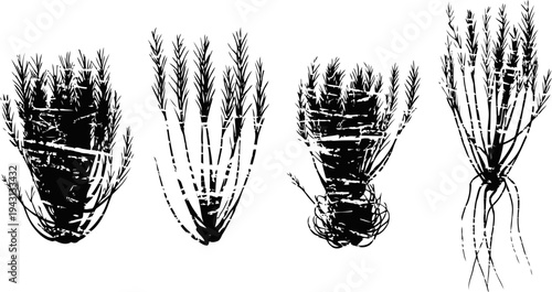 black and white botanical illustration of four root vegetables with leaves and roots, vintage