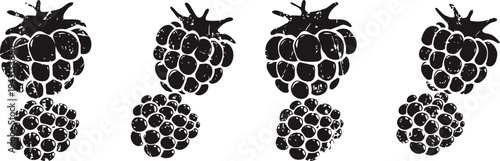 Black raspberry fruit clusters isolated hand drawn detailed vector berries illustration fresh summer garden harvest food