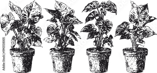 monochrome line art of four potted plants with broad leaves in rustic pots isolated on blank background
