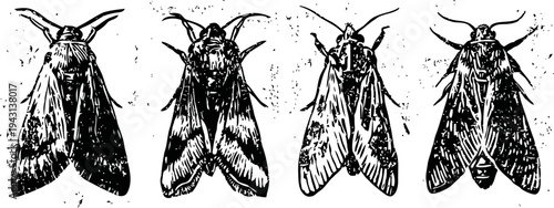 four black and white moth illustrations with detailed wing and body patterns on white background