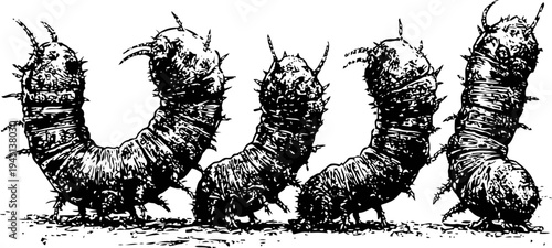 Five black and white caterpillars crawling in a row detailed insect illustration, nature, metamorphosis, larvae stage concept