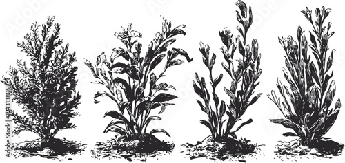 Vintage botanical illustration of four different herb plants in soil, hand drawn monochrome garden collection