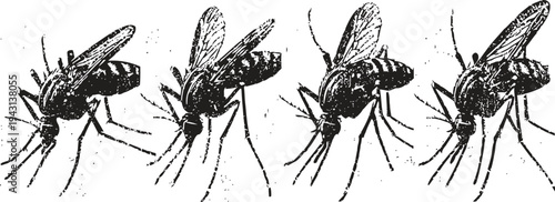 Close up sequence of a mosquito biting and feeding, detailed insect behavior illustration