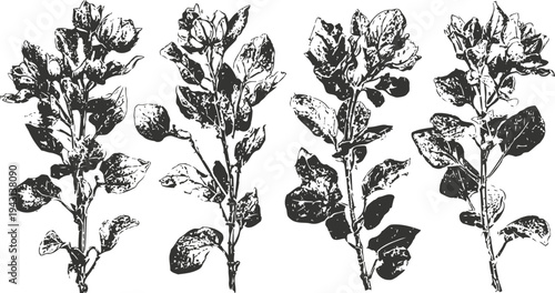 black and white botanical illustration of four cotton plants with leaves and bolls