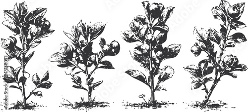 Four detailed botanical illustrations of young pepper plants with leaves and fruit