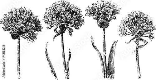 vintage botanical illustration of four allium flowers with detailed stems and leaves