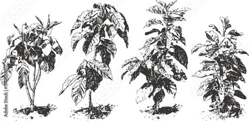 Vintage botanical illustration of four pepper plants showing growth stages and foliage details