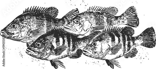 Four detailed black and white fish illustrations with textured scales and fins
