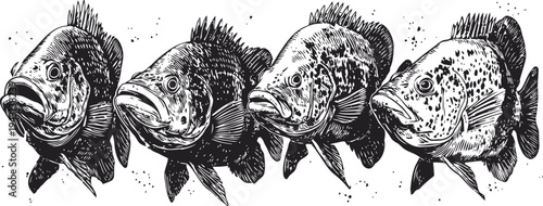 Black and white hand drawn fish illustration set vintage sea creatures, aquatic life sketch collection
