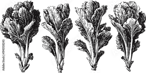 Black and white illustration of four lettuce leaves in detailed vintage sketch