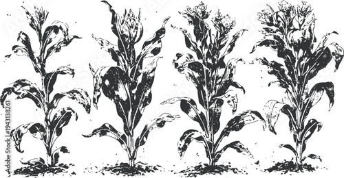 Four mature corn plants in black and white ink botanical illustration with detailed leaves and tassels
