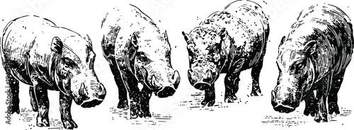 four vintage hippos illustration in black and white drawing standing on ground