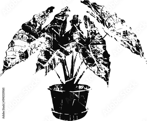 monstera plant in pot with large tropical leaves silhouette isolated on white background