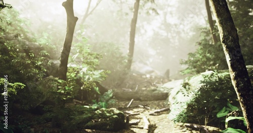 Overgrown trail with rocky ascent, Gloomy woodland route featuring uneven stones, Hazy wooded trail that includes uneven rocks and presents challenging hike