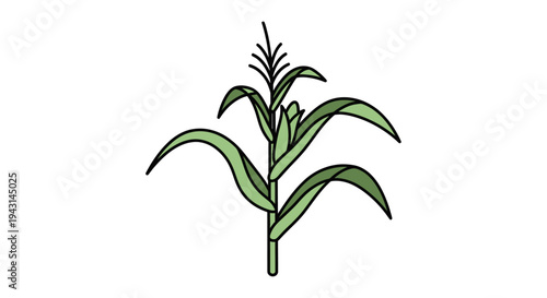 Simple Line Drawing of Corn Plant.