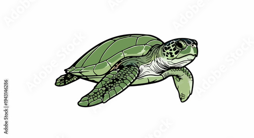 A green sea turtle swims gracefully on a white background
