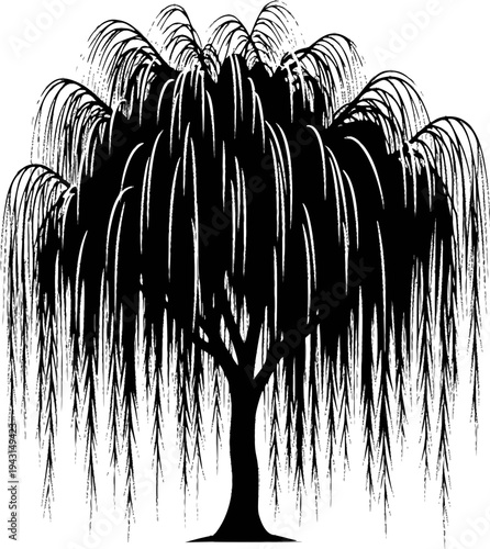 Black Silhouette of a Weeping Willow Tree with Drooping Branches and Leaves
