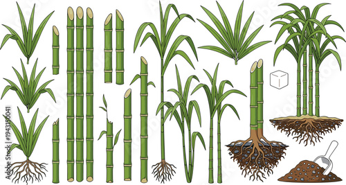 Sugarcane Plant Illustration Set with Bamboo Like Stems Roots Leaves and Harvest Process Isolated on White Background Vector