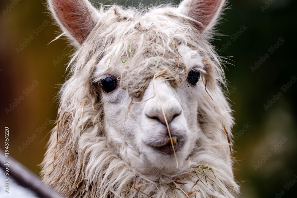 Fototapeta premium Funny Alpaca Portrait With Hey on Face Outdoors
