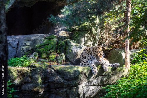 Ein Armurleopard liegt im Sonnenlicht auf einem Fels vor dem Eingang einer Höhle und putzt (leckt sich) seine Pfote