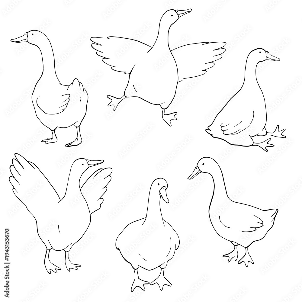 Obraz premium Goose Line Art Clipart Set, Cute Goose Outline Illustration, Farm Bird Minimal Drawing, Hand Drawn Goose Isolated