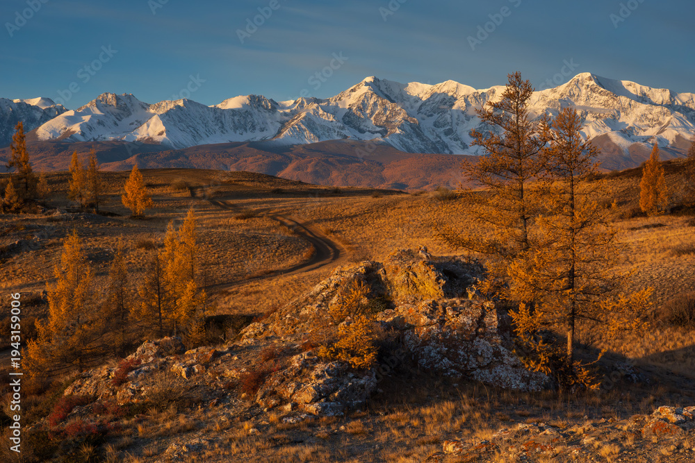 Fototapeta premium Golden autumn larch forest, winding dirt road, distant snow capped mountains at sunset, warm light, remote landscape.