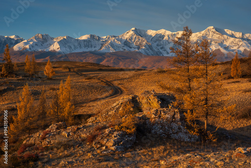 Golden autumn larch forest, winding dirt road, distant snow capped mountains at sunset, warm light, remote landscape.