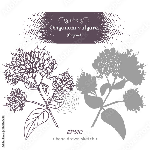 One element of Oregano plant