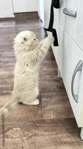 Funny moment kitten playing with backpack strap makes bag fall and jumps in surprise, vertical video