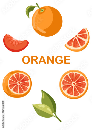 Vector set of orange - fresh whole, half of orange, slices and leaves isolated on white background. Mandarin. Exotic fruit. Vector illustration for any design.