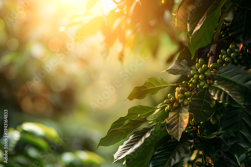 Green coffee beans on a branch with dark leaves. Unripe raw coffee cherries illuminated by warm golden sunlight. Agricultural background with soft bokeh
