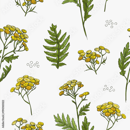 Seamless pattern of Common tansy plant