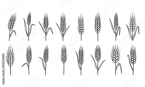 Illustration of various wheat ears in black and white