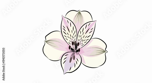 Delicate creamy and lilac flower with dark streaks, simple illustration