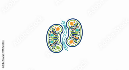 Stylized cross-section of kidneys with internal structures and fluid flow