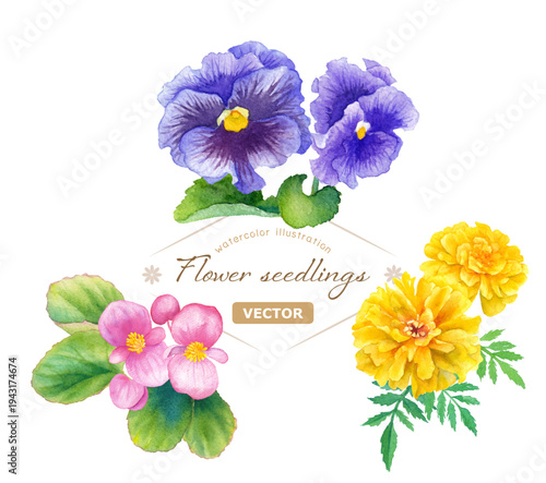 春の花苗3種（ベゴニア、パンジーマリーゴールド）の水彩イラストセット　ベクター　花と葉のレイアウト変更可能