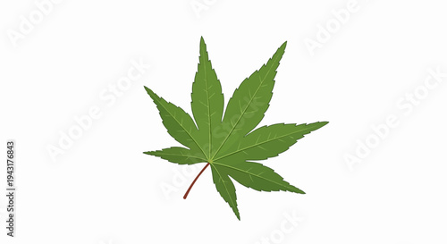 Green Japanese maple leaf with serrated edges and visible veins