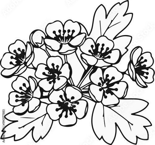 Delicate white flowers and leaves are illustrated in a simple line drawing