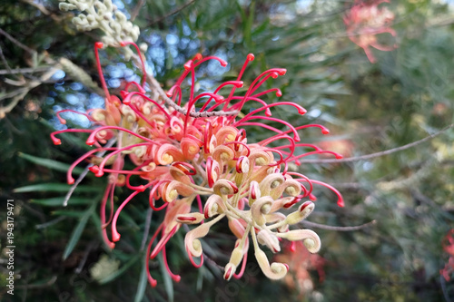 Fleur d'un buisson de plante exotique