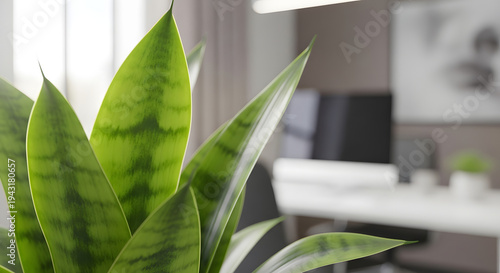 green plant in an office