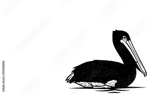 Black and white illustration of a pelican resting on the water