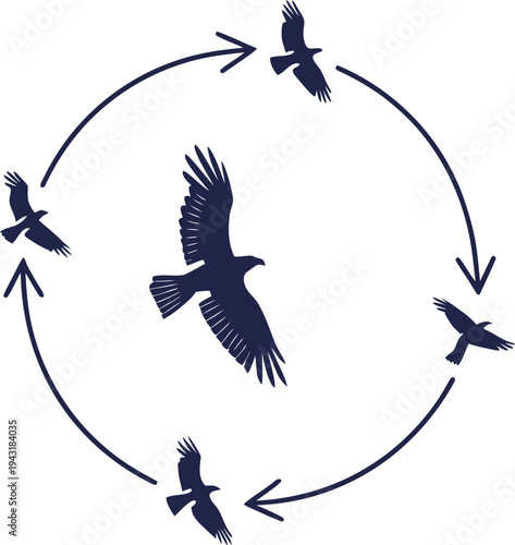 Circular motion of birds in flight with arrows  aerial movement pattern