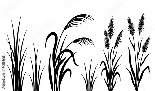Wild meadow tall grass flat vector plant collection isolated on white