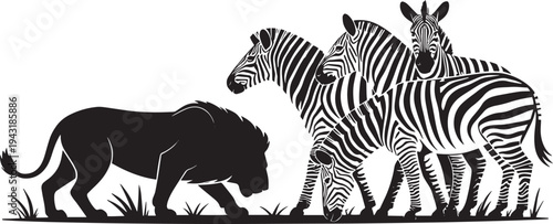 Lion hunting zebras in savanna grass silhouettes beautiful animals wildlife