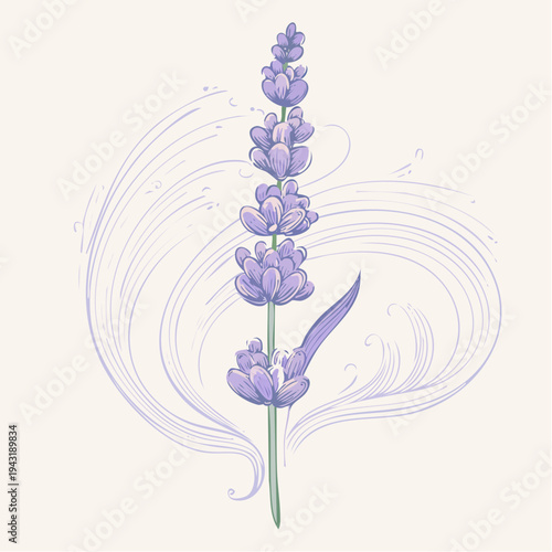 Elegant Hand-Drawn Lavender Blossom Illustration with Delicate Swirls, Capturing the Essence of Aromatic Serenity