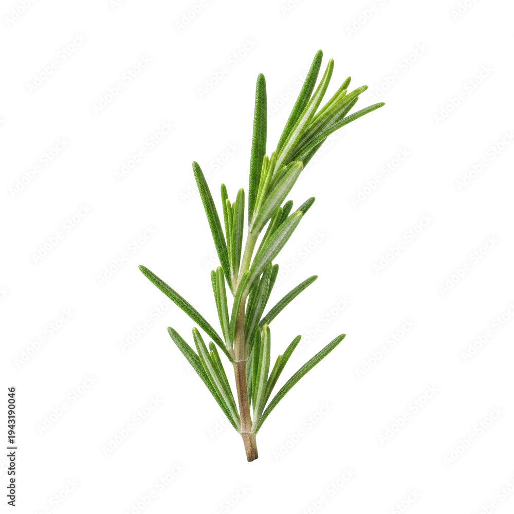 Fototapeta premium Fresh green rosemary sprig with leaves isolated on transparent background