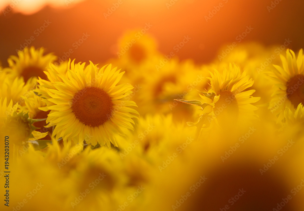 Obraz premium Beautiful sunset over sunflowers field