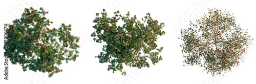 Delonix Regia tree plan, top view, cutout, transparent background, isolate, Aerial View of Lush Green Pine Forest Canopy with Dense Foliage and Natural Texture